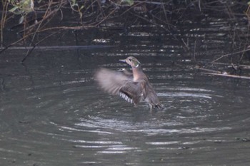 Baikal Teal 奈良山公園 Mon, 11/27/2023