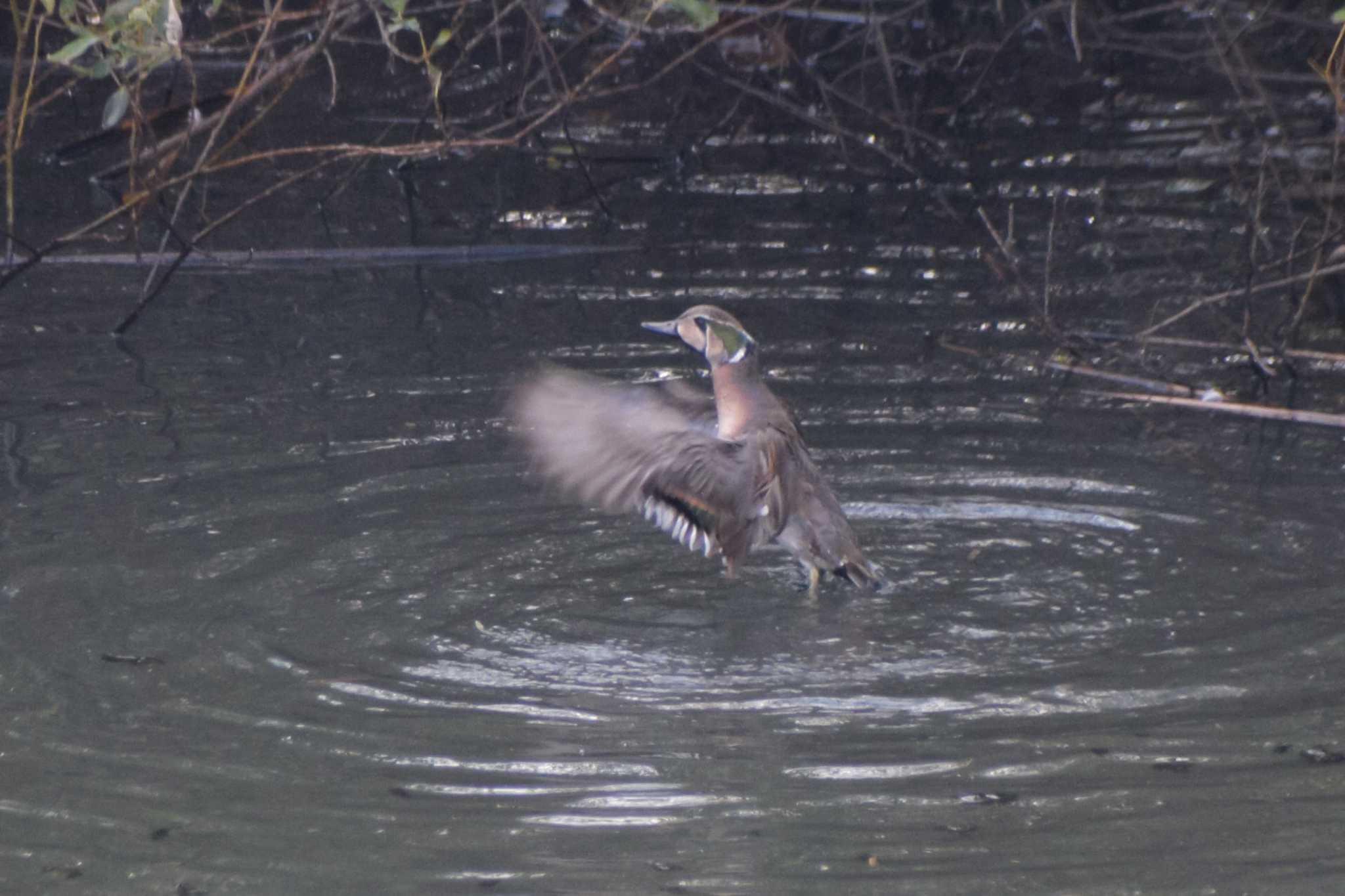 奈良山公園 トモエガモの写真 by NM🐥📷