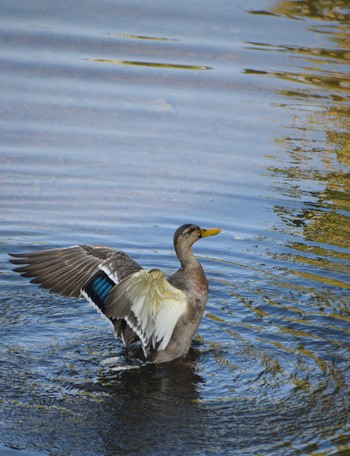 Mallard 奈良山公園 Mon, 11/27/2023