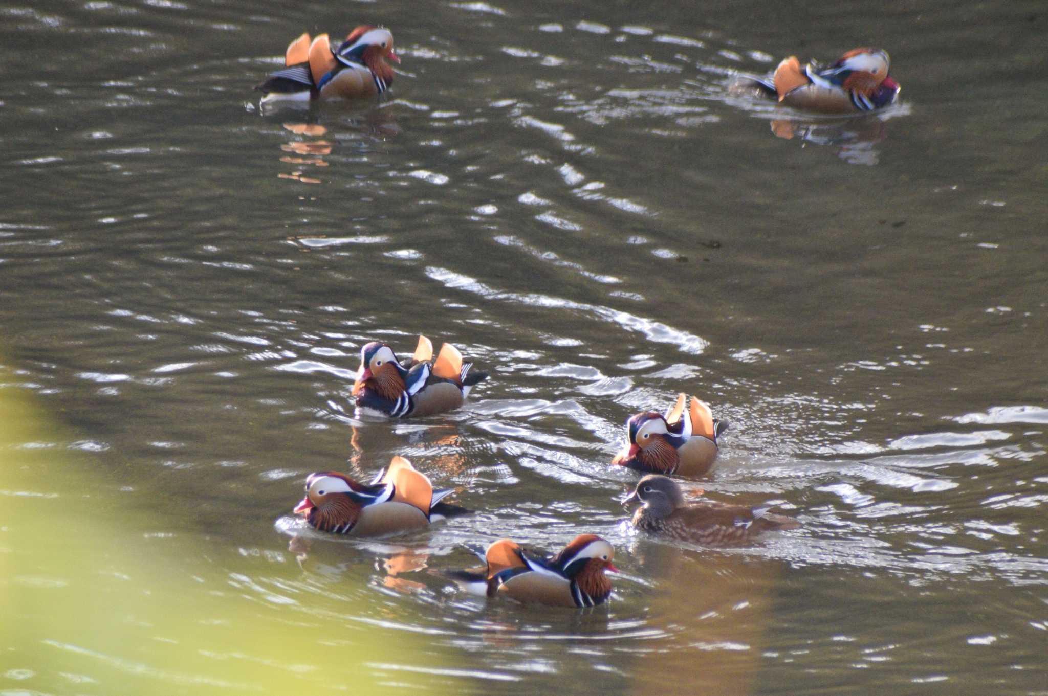 Mandarin Duck