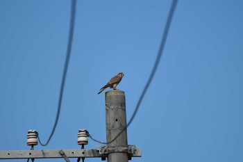 Common Kestrel 金武町(沖縄県) Sun, 11/26/2023