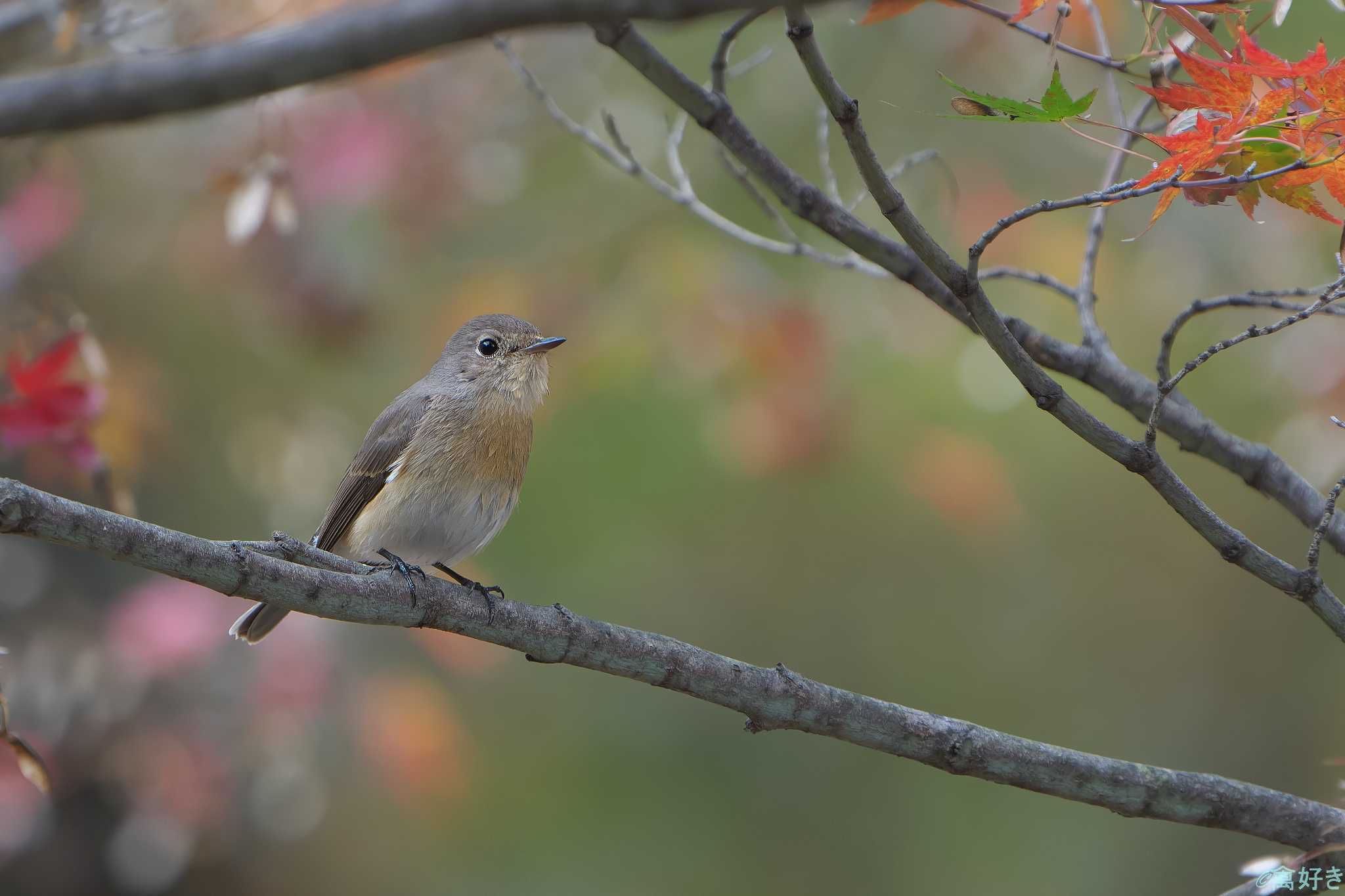 Red-breasted Flycatcher