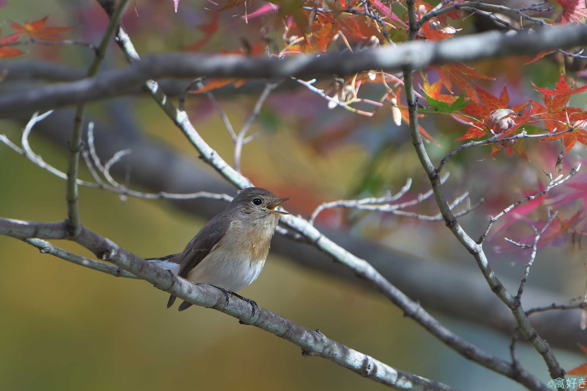 Red-breasted Flycatcher