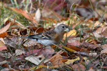 アトリ 光が丘公園 2023年11月27日(月)