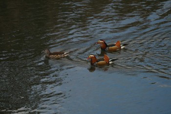 Mandarin Duck Unknown Spots Sat, 11/25/2023