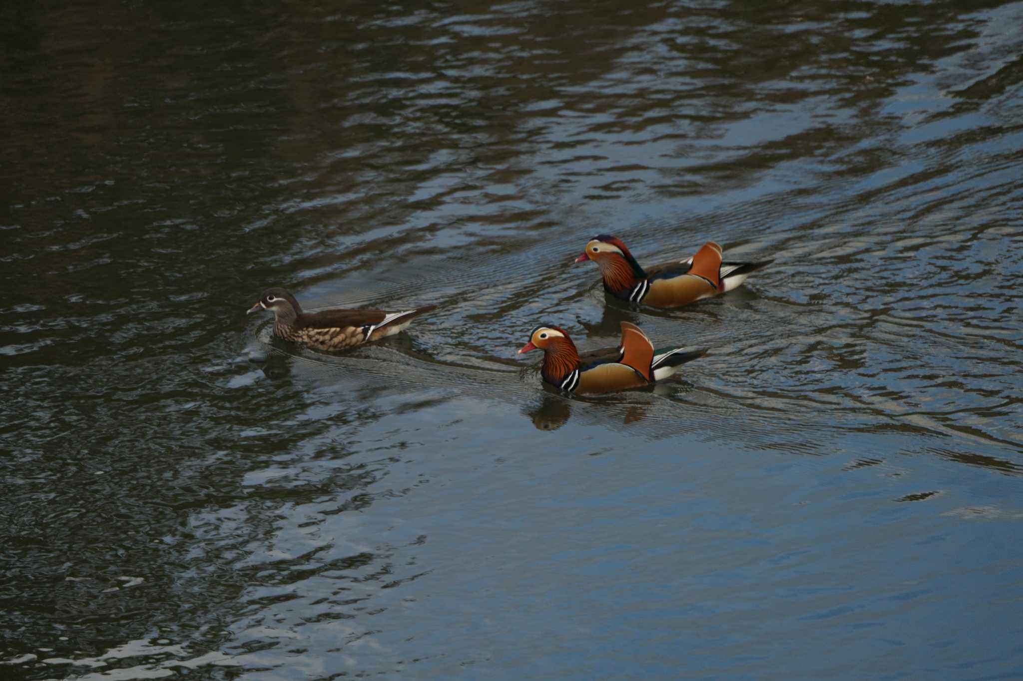 Photo of Mandarin Duck at  by ace