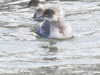 Black-necked Grebe 湖北湖岸 Fri, 11/24/2023