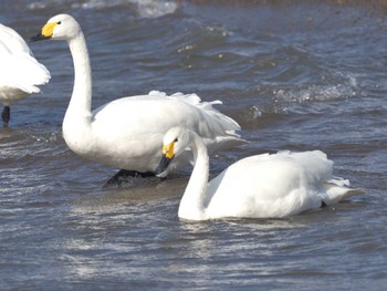 コハクチョウ 湖北湖岸 2023年11月24日(金)