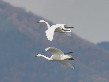 コハクチョウ 湖北湖岸 2023年11月24日(金)