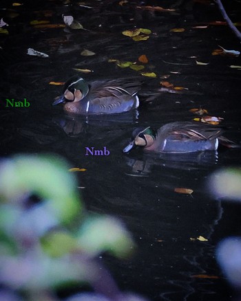 Baikal Teal Unknown Spots Unknown Date