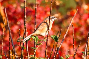 Meadow Bunting 鹿児島県姶良市住吉池 Sun, 11/5/2023