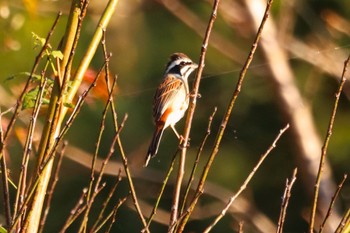 Meadow Bunting 鹿児島県姶良市住吉池 Sun, 11/5/2023