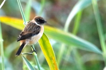 Amur Stonechat 鹿児島県姶良市自宅から Sun, 10/29/2023