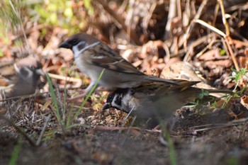 Eurasian Tree Sparrow 奈良山公園 Mon, 11/27/2023