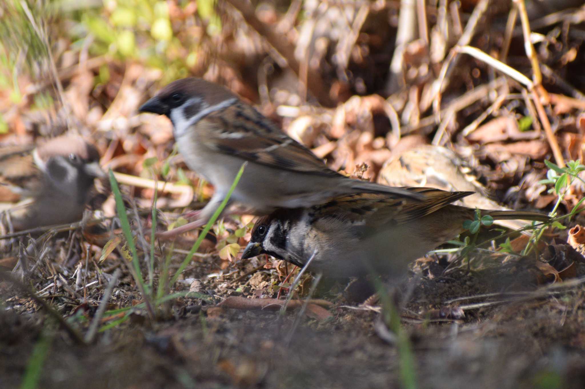 Eurasian Tree Sparrow