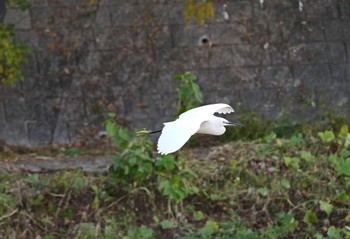 コサギ 大堀川水辺公園 2023年11月27日(月)