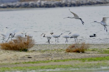 Black-faced Spoonbill 和白干潟 Mon, 11/27/2023