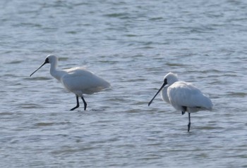 Black-faced Spoonbill 和白干潟 Mon, 11/27/2023