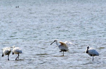 Black-faced Spoonbill 和白干潟 Mon, 11/27/2023