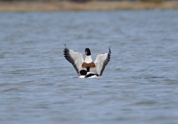 Common Shelduck 和白干潟 Mon, 11/27/2023