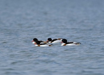 Common Shelduck 和白干潟 Mon, 11/27/2023