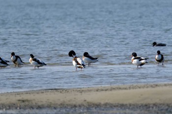 Common Shelduck 和白干潟 Mon, 11/27/2023