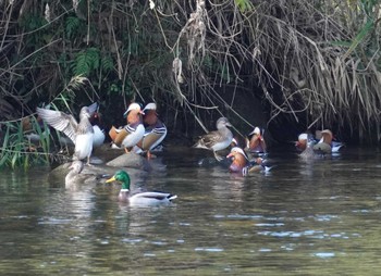 2023年11月23日(木) 鳥取県の野鳥観察記録