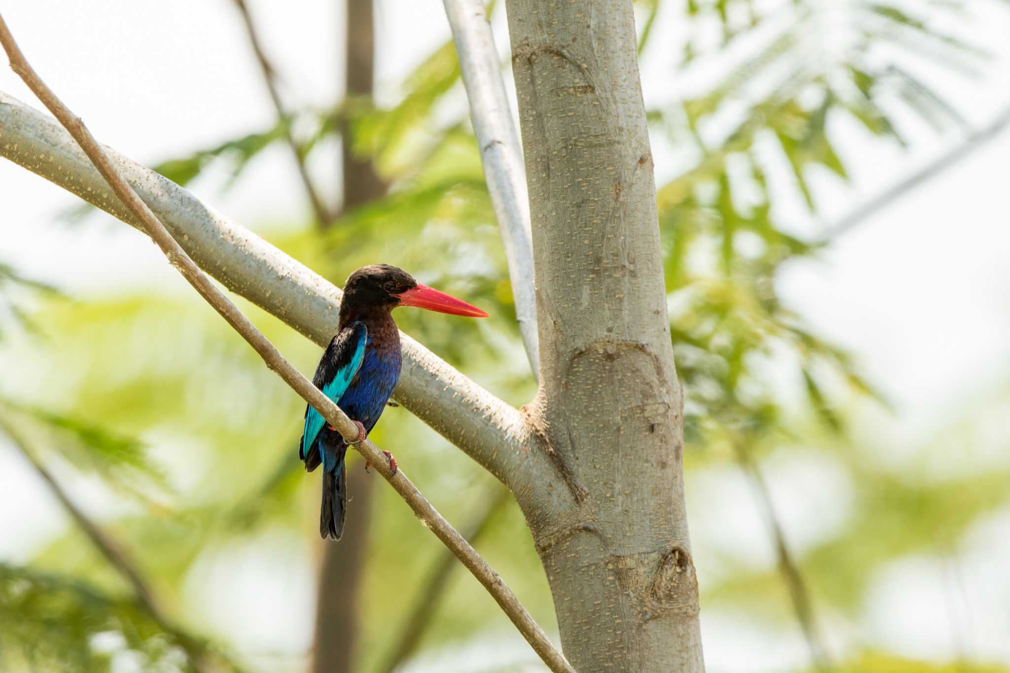 Photo of Javan Kingfisher at Ubud by Trio