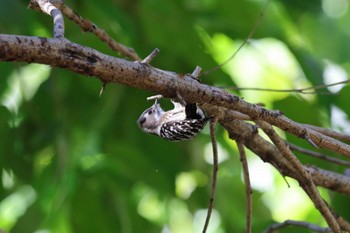 Japanese Pygmy Woodpecker Kitamoto Nature Observation Park Mon, 11/27/2023