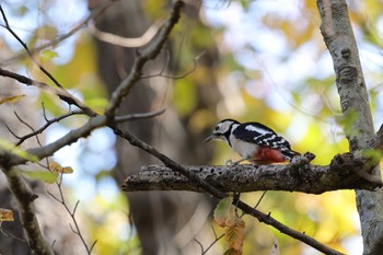 Great Spotted Woodpecker Kitamoto Nature Observation Park Mon, 11/27/2023