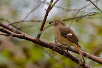 Sun, 11/26/2023 Birding report at 権現山(弘法山公園)