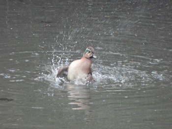 Baikal Teal 奈良山公園 Mon, 11/27/2023