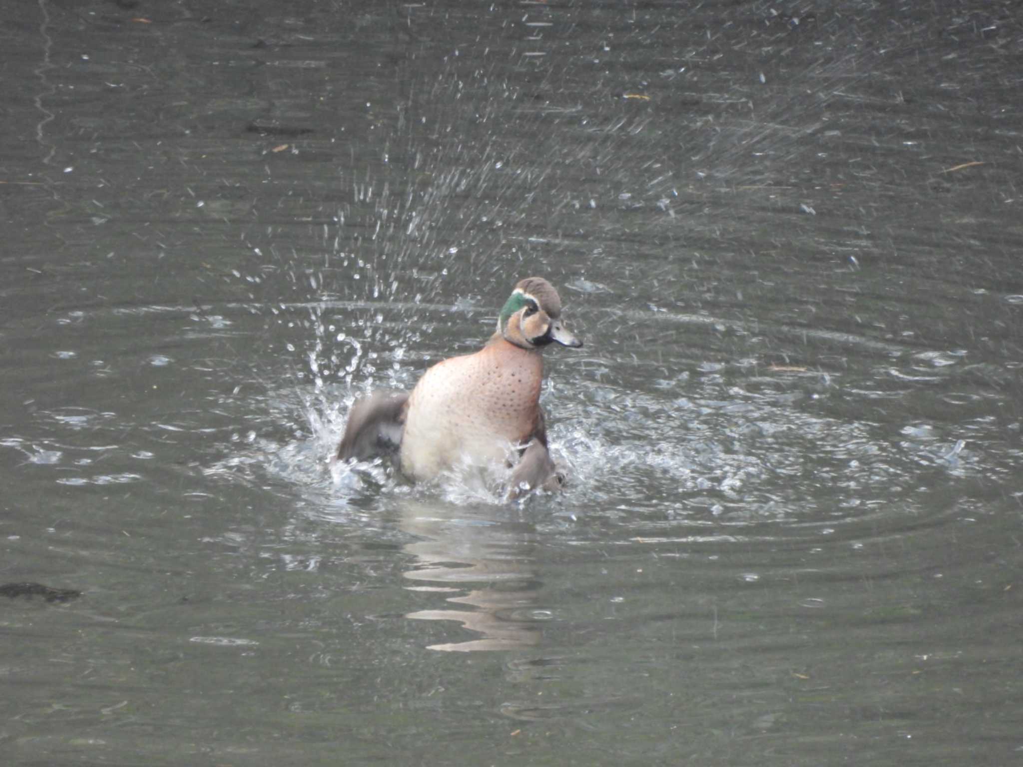 奈良山公園 トモエガモの写真 by NM🐥📷