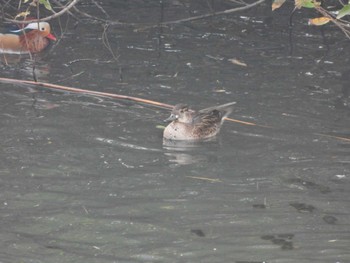 Baikal Teal 奈良山公園 Mon, 11/27/2023