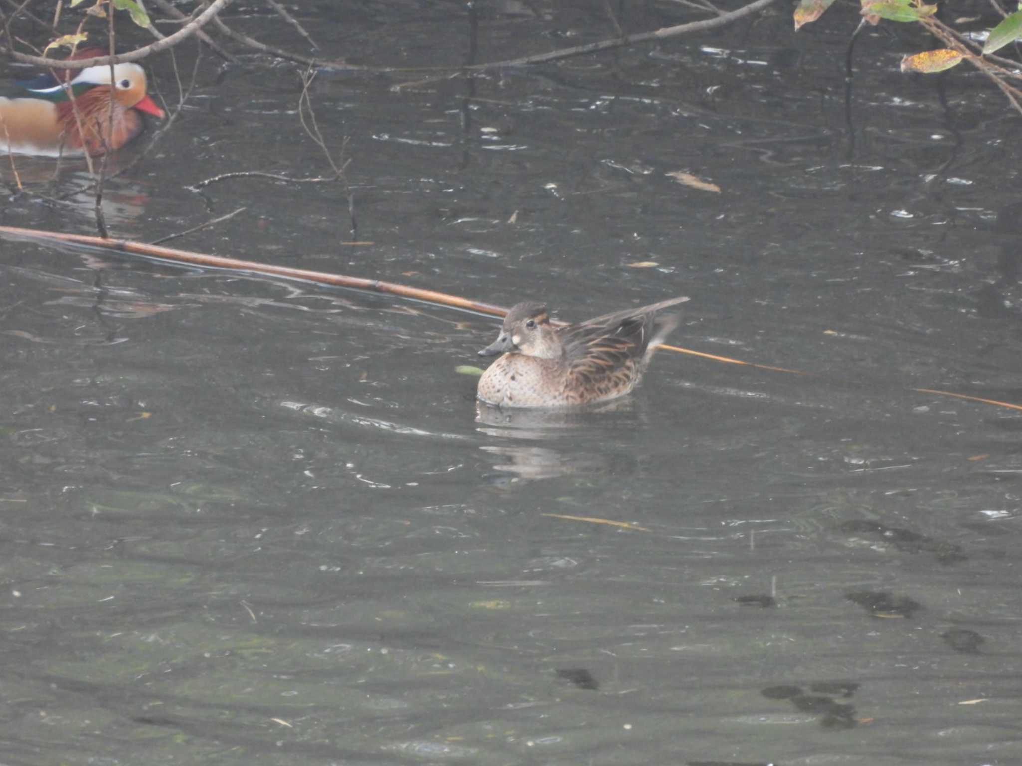 Baikal Teal