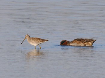 Long-billed Dowitcher Isanuma Thu, 11/23/2023