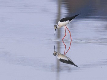 Black-winged Stilt Isanuma Thu, 11/23/2023