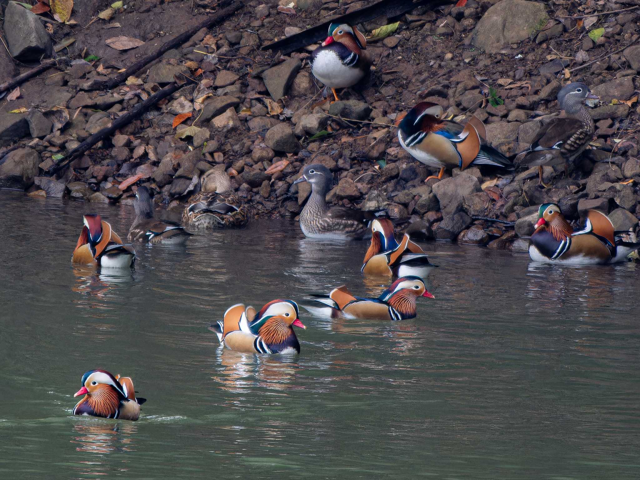 Photo of Mandarin Duck at 長崎県 by ここは長崎