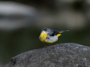 Grey Wagtail 長崎県 Thu, 11/23/2023