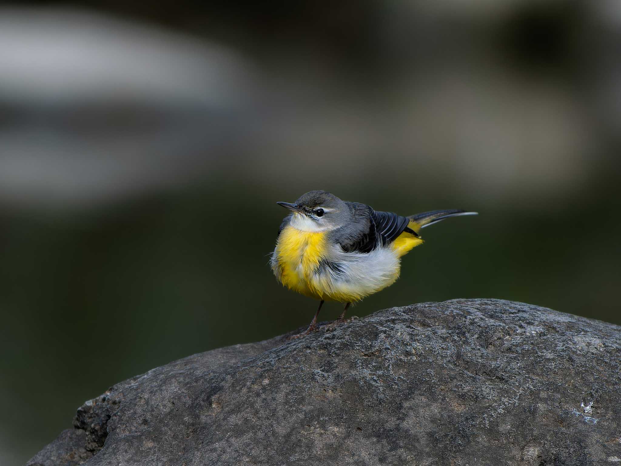 Photo of Grey Wagtail at 長崎県 by ここは長崎