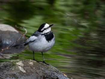 White Wagtail 長崎県 Sat, 11/18/2023