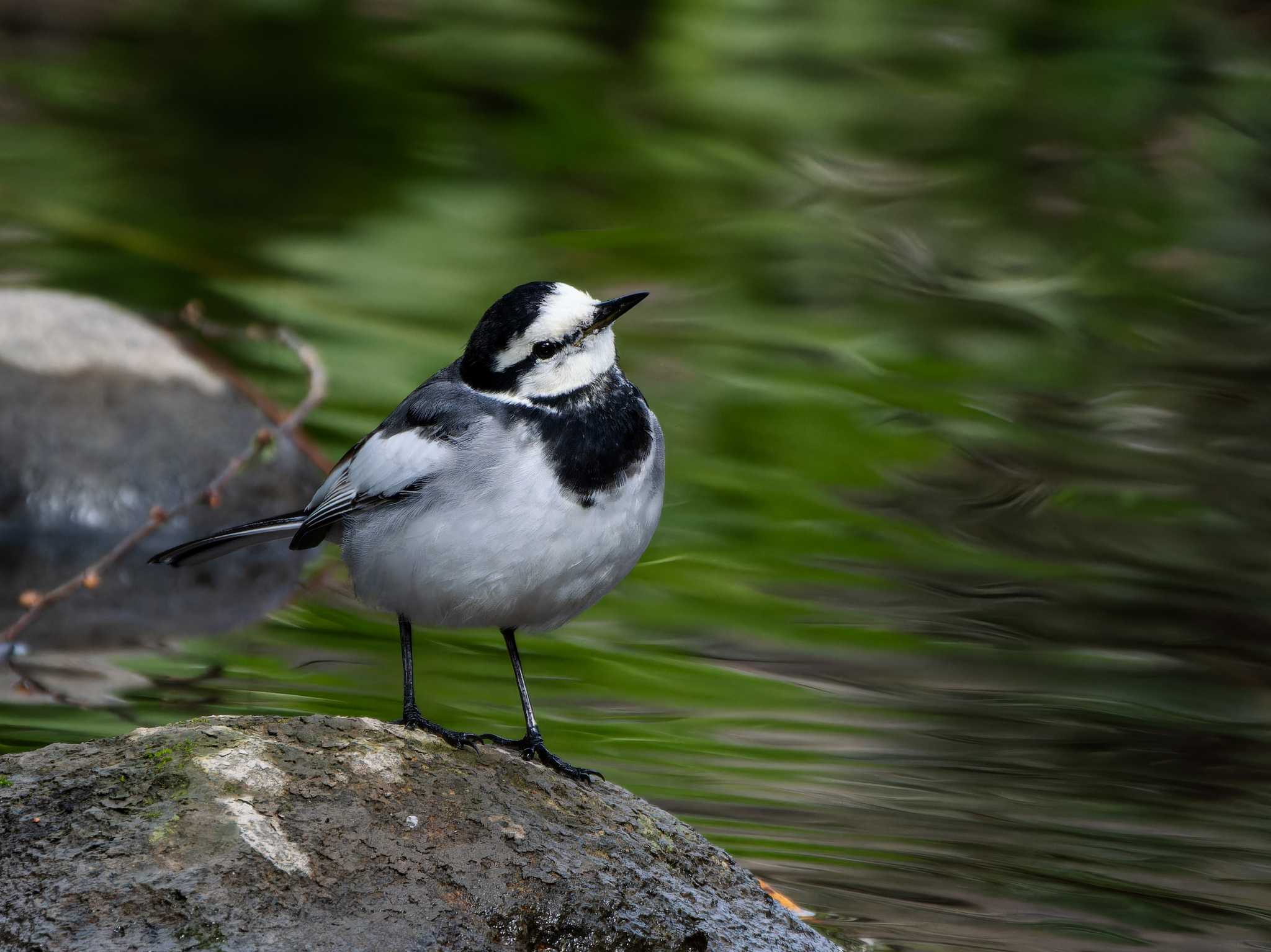 Photo of White Wagtail at 長崎県 by ここは長崎