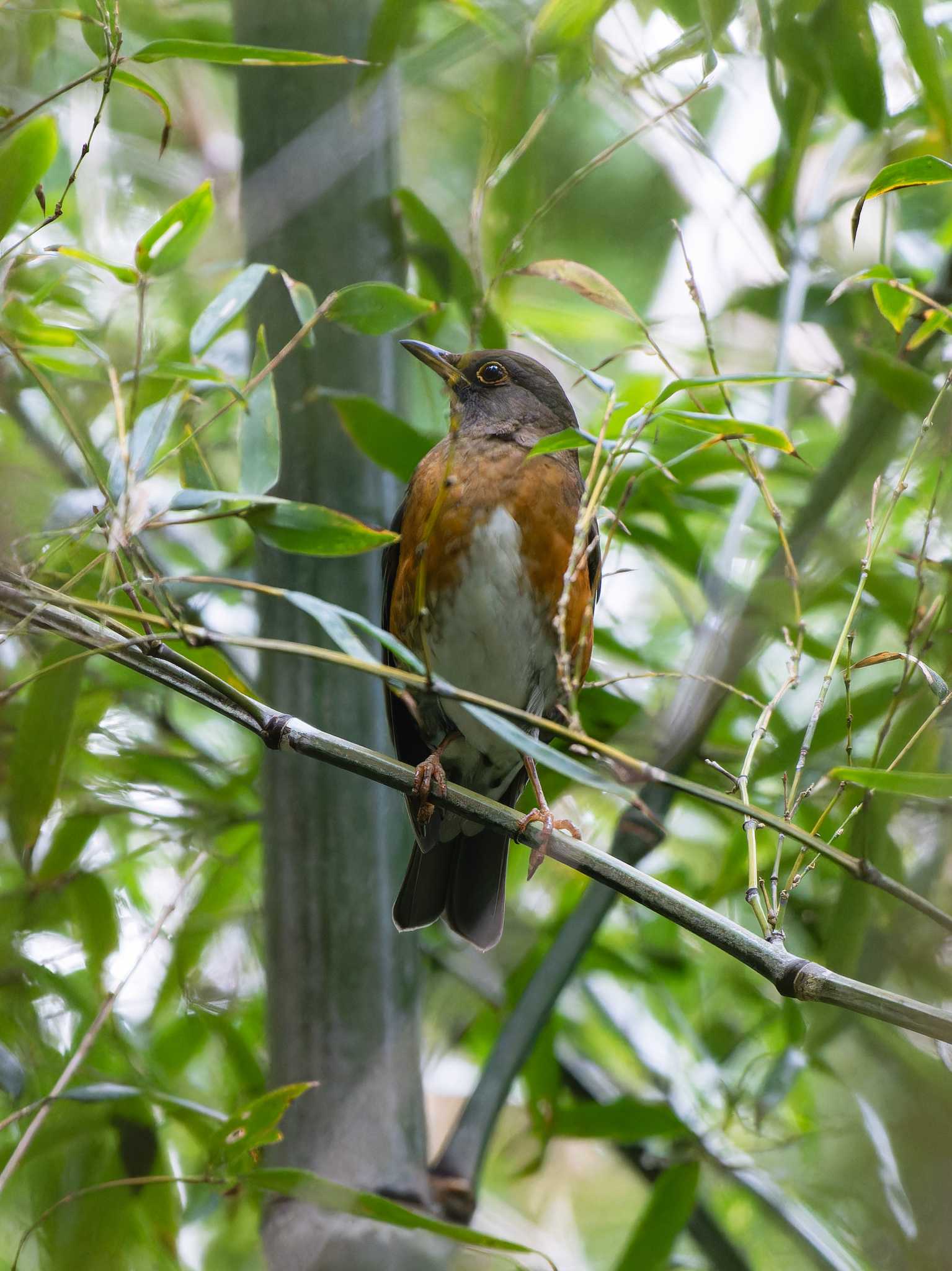 Photo of Brown-headed Thrush at 長崎県 by ここは長崎