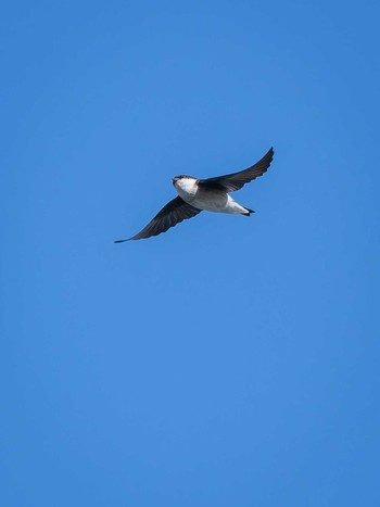 Asian House Martin 長崎県 Sun, 11/26/2023