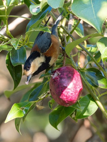 Varied Tit 長崎県 Sun, 11/26/2023