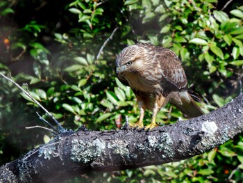 2023年11月23日(木) 長崎県の野鳥観察記録