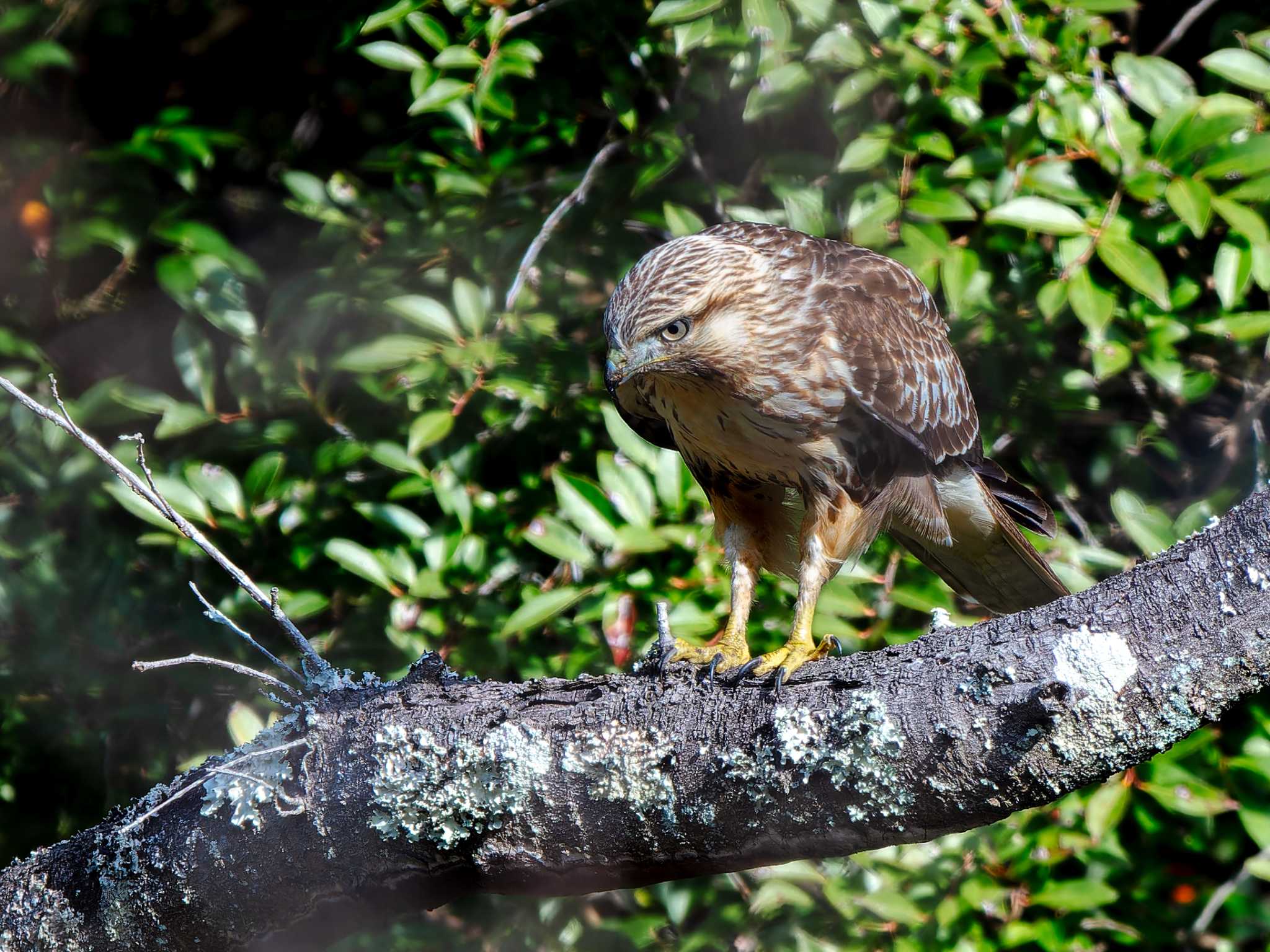 Photo of Eastern Buzzard at 長崎県 by ここは長崎