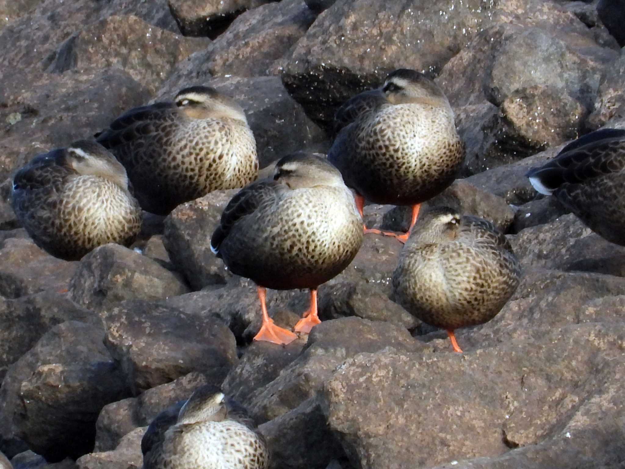 Photo of Eastern Spot-billed Duck at Kejonuma Swamp by くーちゃんねる