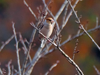 Hawfinch Kejonuma Swamp Sun, 11/26/2023