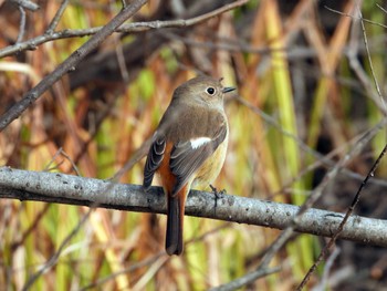 Daurian Redstart Kejonuma Swamp Sun, 11/26/2023